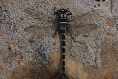Dragonfly Uropetala chiltoni Otira Valley