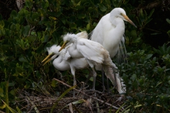 White Heron with 2 nearly fully fledged chicks