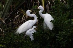 White Heron adults with growing chick