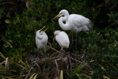 White Heron with growing chicks 1 begging