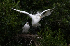 White Heron shields growing chick