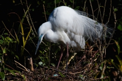 White heron on nest with egg