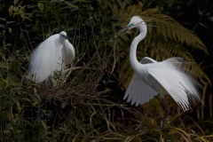 White Heron gathers nest material