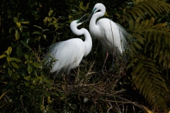 Bonded adults greet on nest