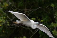 Adult White Heron in breeding color flies in