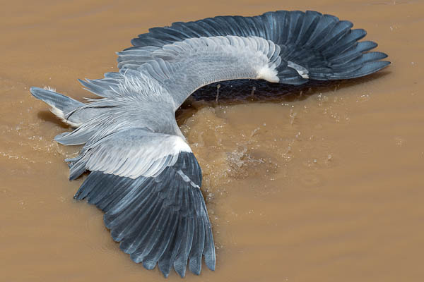 005 Grey Heron Aedea cinera