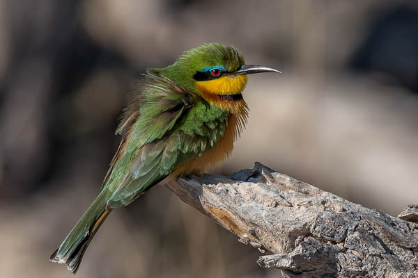 008 Little Bee-eater Merops pusillus
