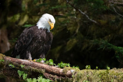 Bald Eagle Alaska