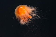 Lions Mane Jellyfish Alaska