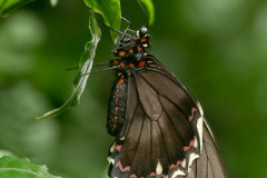 Polydamas Swallowtail Costa Rica