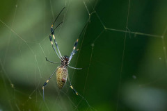 Golden Orb Spider Spinning Web Costa Rica