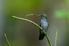 Rufous tailed Hummingbird Costa Rica