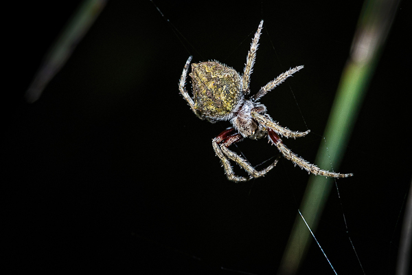 Orbweb spider