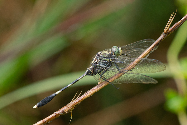 Sri Lanka Forktail Dragonfly Macrogomphus lankanensis