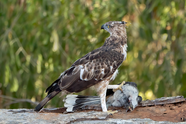Crested Hawk Eagle with prey Nisaetus cirrhatus-ceylonensis