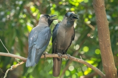 Sri Lankan House Crow pair Corvus splendens protegatus