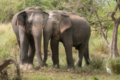 Asian elephants communicating Elephas maximus