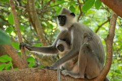Tufted Gray Langur Monkey with infant Semnopithecus priam
