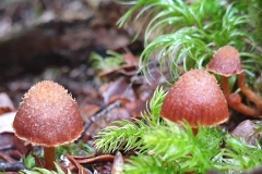 Bronwyn D McKenzie: Fungi