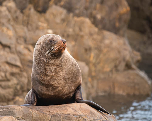 06.-New-Zealand-fur-seal