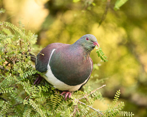 08.-New-Zealand-pigeon