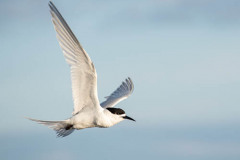 01.-White-fronted-tern