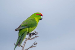 03.-Red-crowned-parakeet