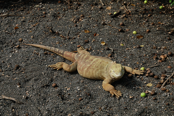 Galapagos Land Iguana – Conolophus subcristatus