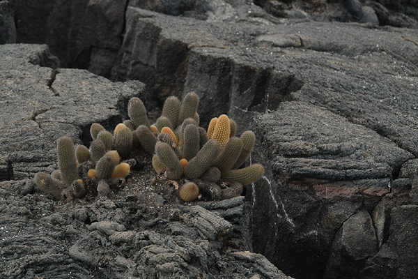 Galapagos Lava Cactus – Brachycereus nesioticus