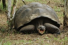 Galapagos Giant Tortoise – Chelonoidis nigra complex