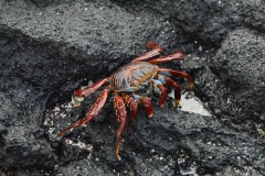 Sally Lightfoot Crab – Grapsus grapsus