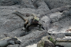 Galapagos Marine Iguanas – Amblyrhynchus cristatus