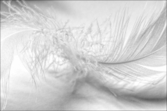 Barbara Burry: Frenzied Feather