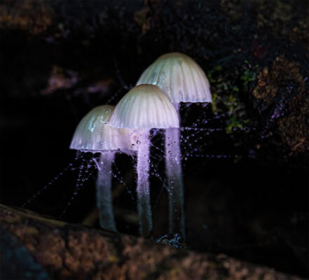 Nadine Campbell: Mycena with spider web and water droplets Omahu-Bush