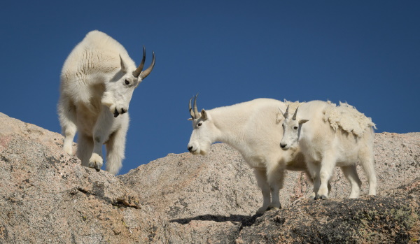 Pol Syrett: Mountain goats