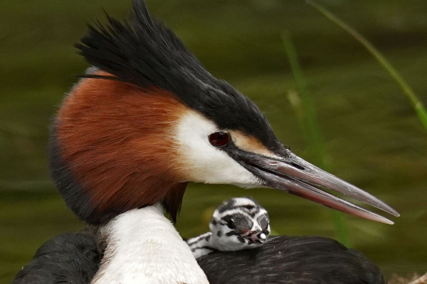 Peter-Hockley-Crested Grebe
