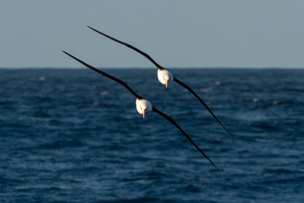 Ross Kennedy: White Capped Albatross