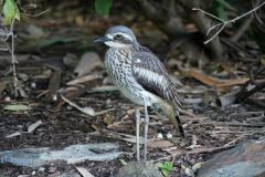 Ricahrd Jones: Bush Stone Curlew - Botanic Gardens (Brisbane, Jul 2024)