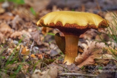 Brian Milner: Fungi