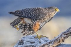 Dawn Kirk: NZ Falcon