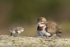 Dawn_Kirk_4_-Dotterel-chick-and-adult_Dotterel-2026_0011