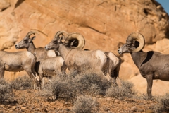 Pol Syrett: Desert bighorn sheep