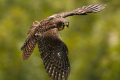 Jeanette Nee: NZ Falcon