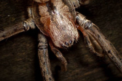 Greg McKenzie: Sheetweb Spider