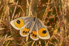 Nadine Campbell: Tussock butterfly - Lake Heron