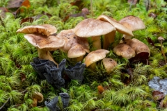 James Thompson: Fungi