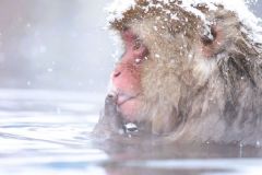 Kath Varcoe: Snow Monkey