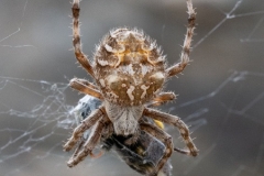 Linley Earnshaw - Garden Orb Web spider