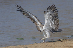 Mark-Roxburgh_-1_Martial-Eagle