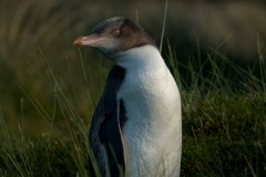 Markus Kaufmann: Penguin